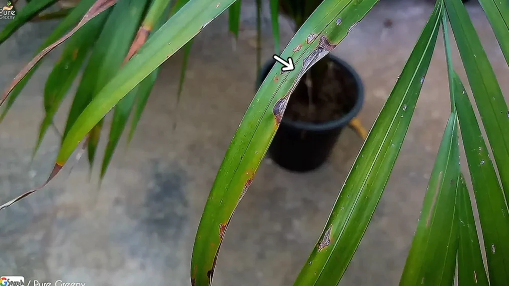 Brown Spots On Areca Palm Leaves