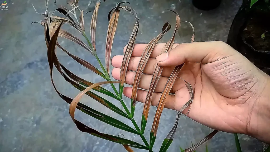 Areca Palm Leaves Turning Brown