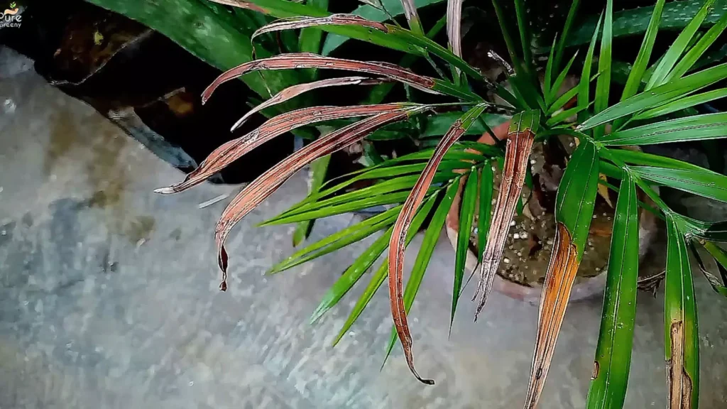 Areca Palm Brown Tips