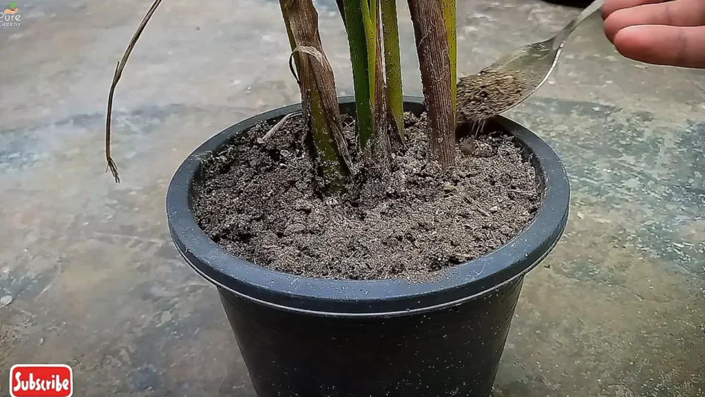 Fertilizing Areca Palm