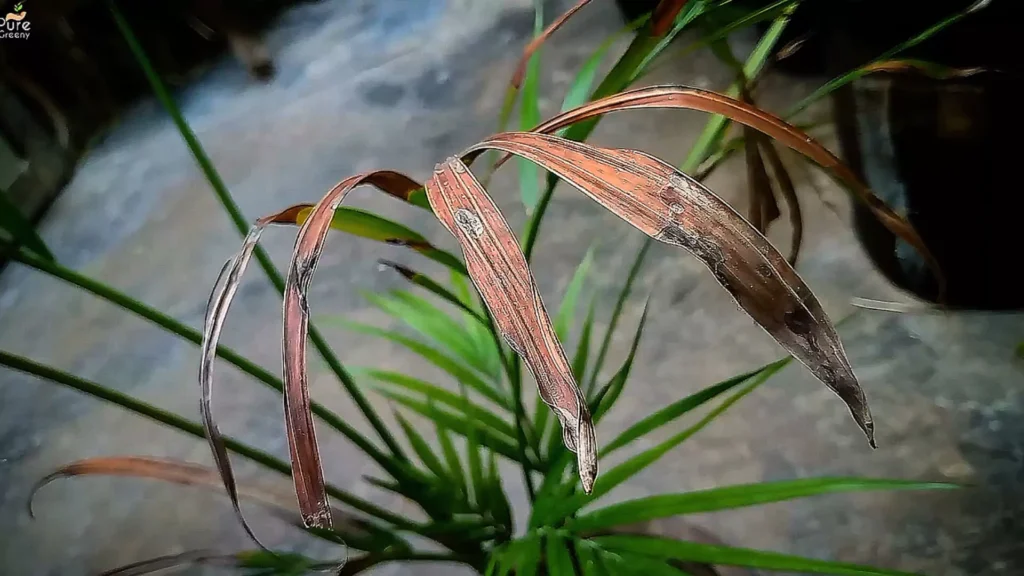 Areca Palm Browning Leaves