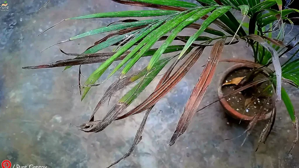 Brown tips of Areca Palm
