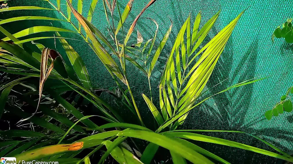Areca Palm In Sun