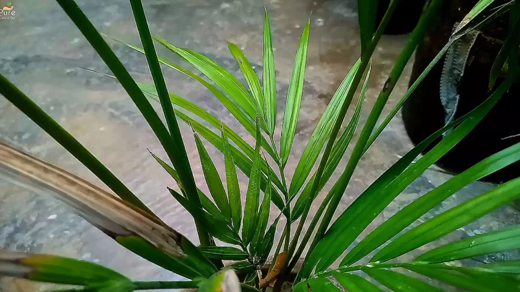 Green Areca Palm Leaves
