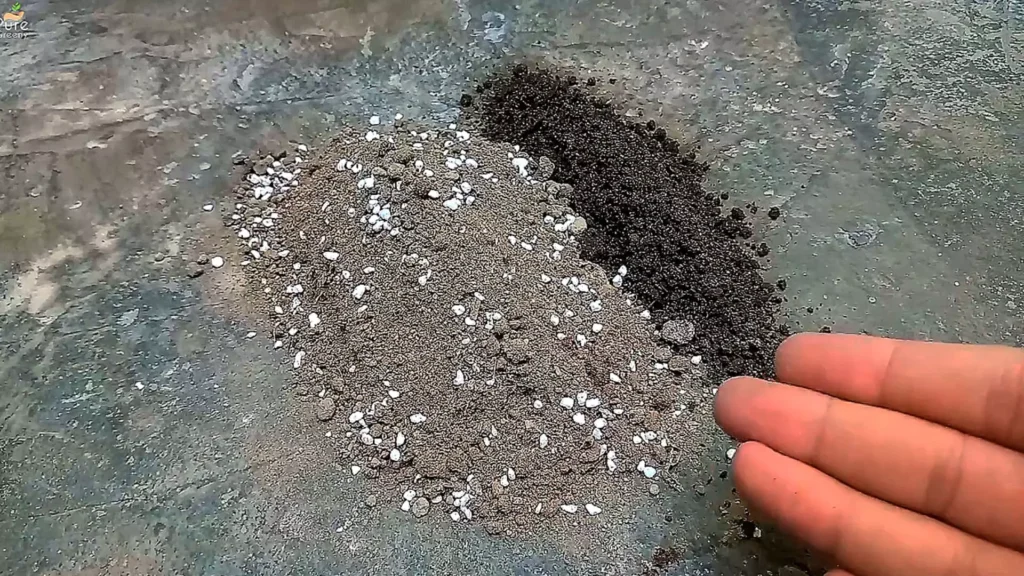 VermiCompost In Seeds Media
