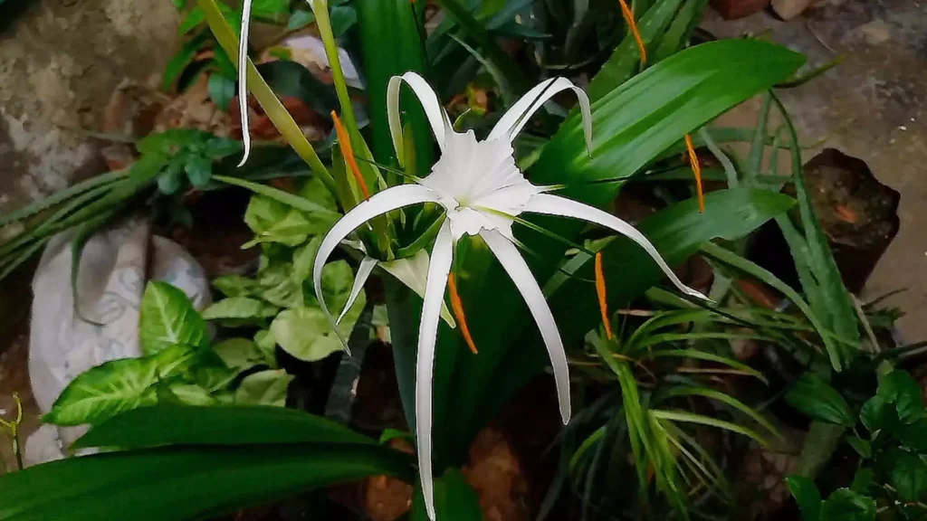 White spider Lily Flower