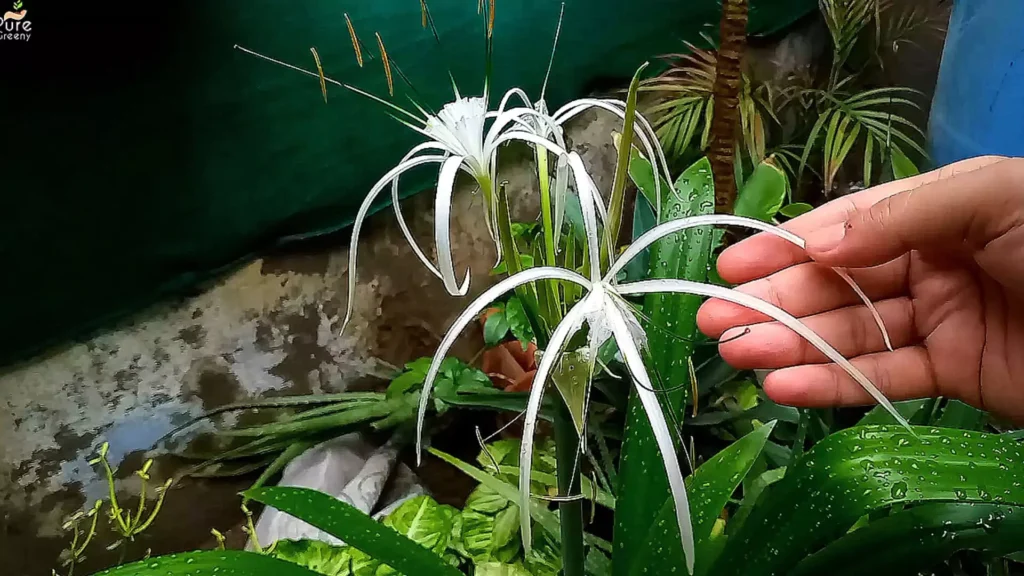spider Lily Flowers