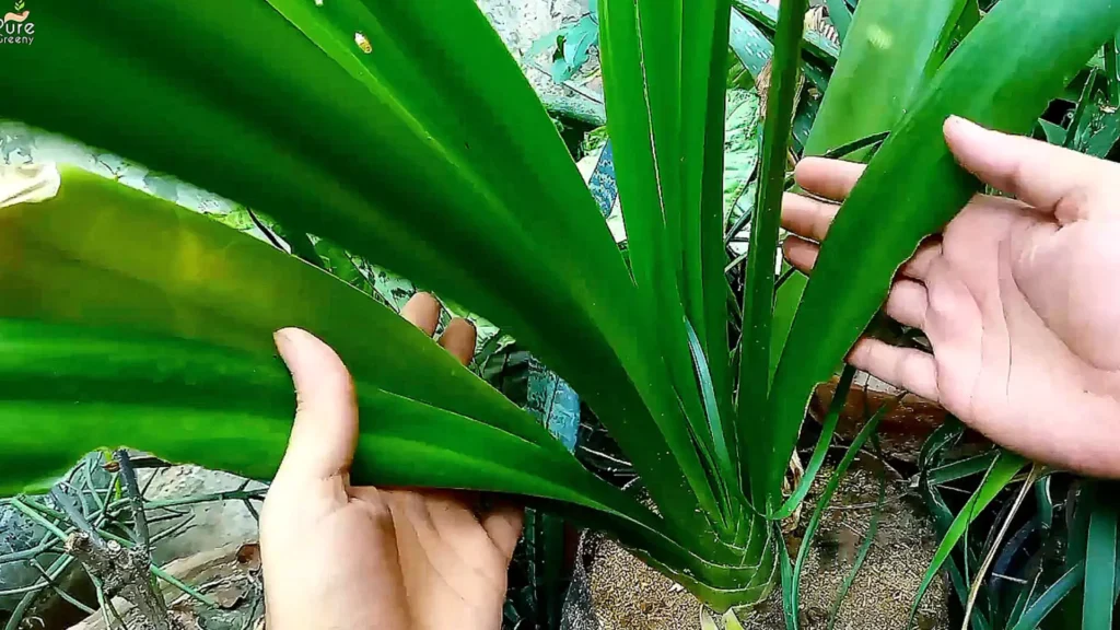 Mature Spider Lily Plant