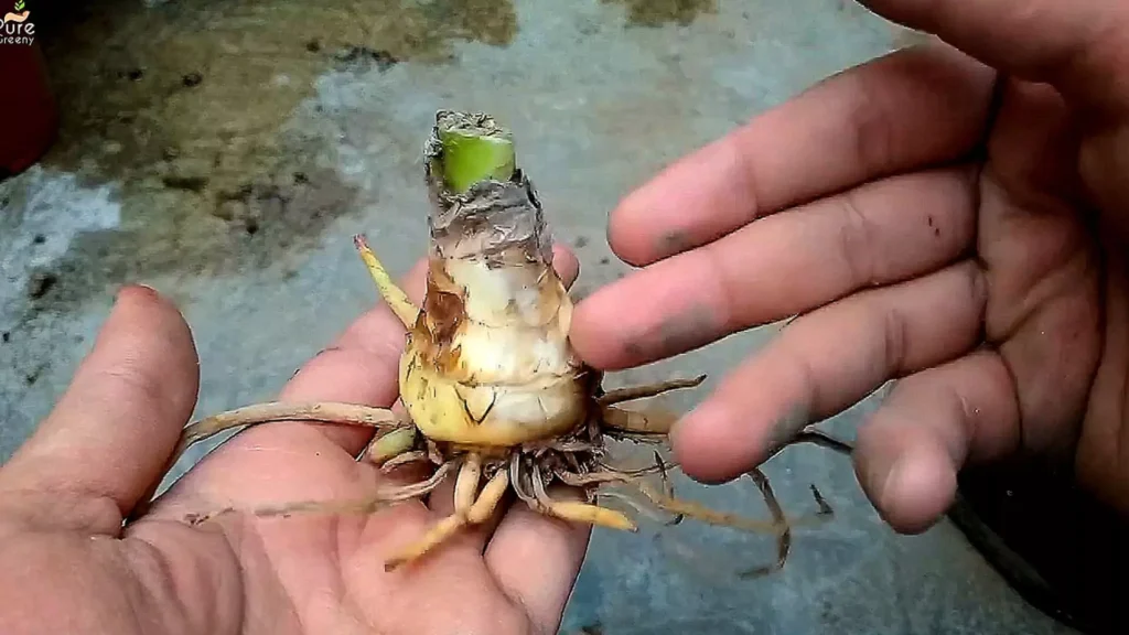 Spider lily Plant Bulb