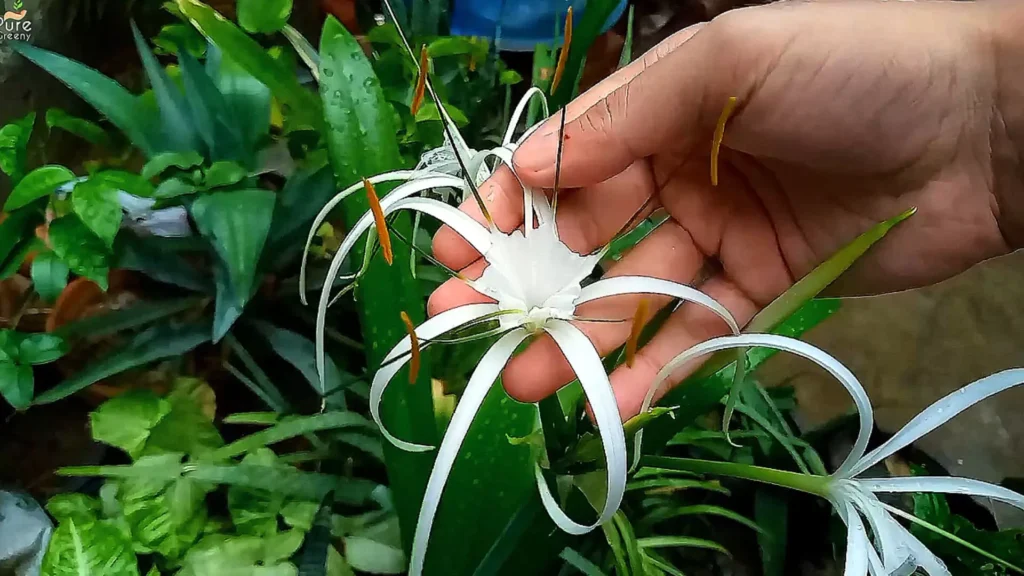 Spider lily Plant Flowers