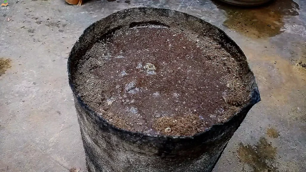 Spider Lily Bulbs Planting