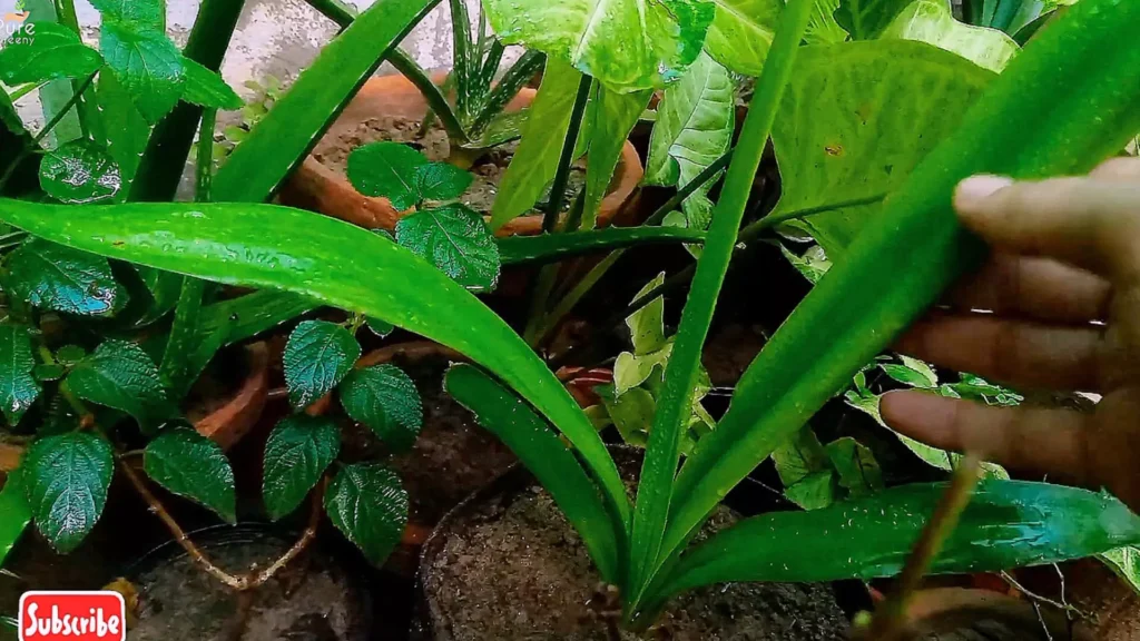 Young Spider Lily Plant