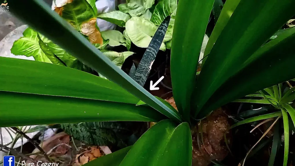 Spider lily Plant Flowering Stick