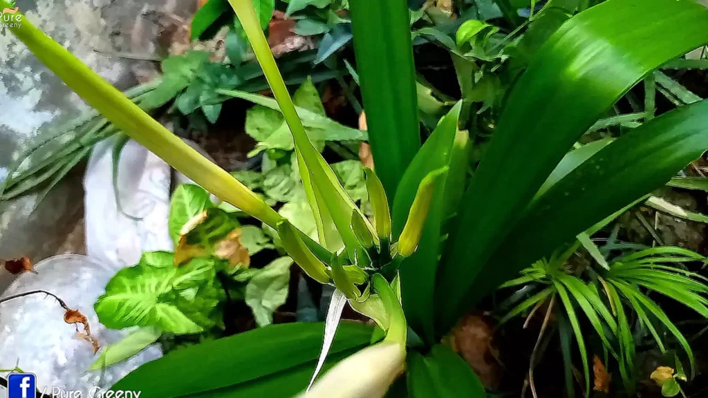 Spider Lily Plant Buds