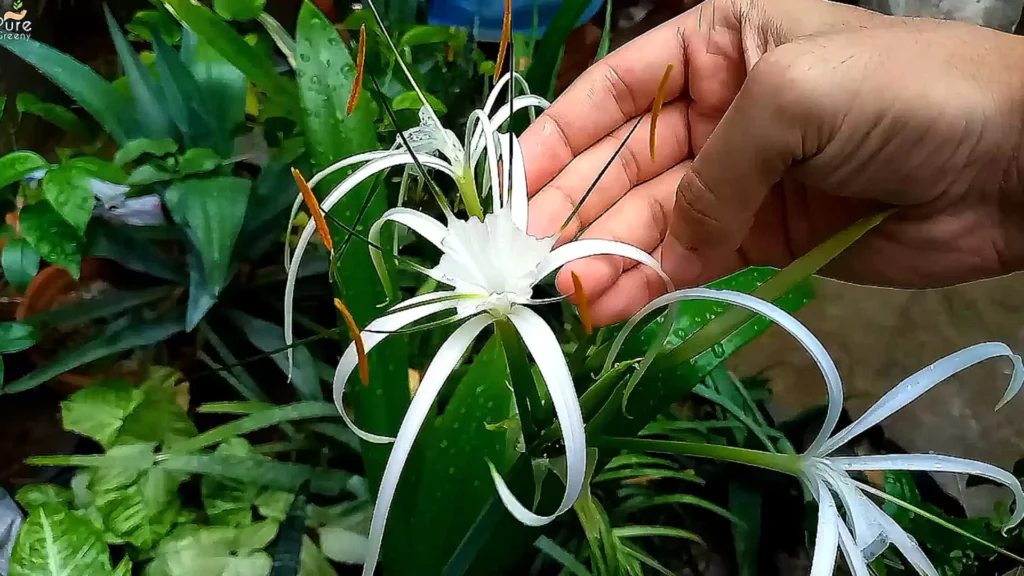 Bloomed Spider Lily Flowers