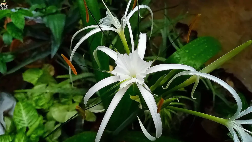 Spider Lily Flowers