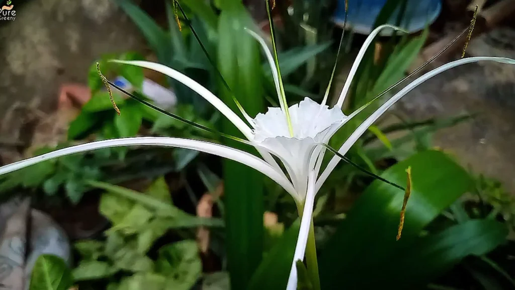 Spider Lily Plant Flower