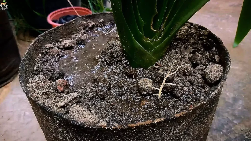 Fertilizing Spider Lily Plant