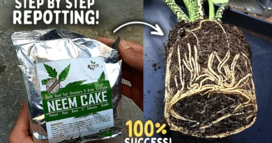 How To STEP BY STEP Repot a Plant at Home, With 100% Sucsess!