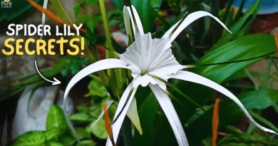 Spider Lily Plant Care & Bulbs Planting Guide! (Tips & Tricks)