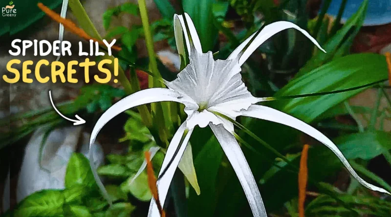 Spider Lily Plant Care & Bulbs Planting Guide! (Tips & Tricks)