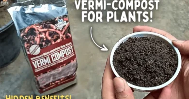 VermiCompost Benefits - How To Make It? - How To Use Vermicompost For Plants?