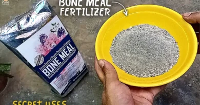 Benefits of Bone Meal Fertilizer For Plants, & The Right Way To Use It!