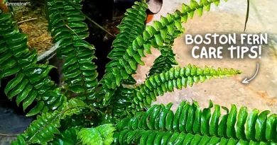 The Ultimate Guide You Need On Boston Fern Care! (SECRET TIPS*)