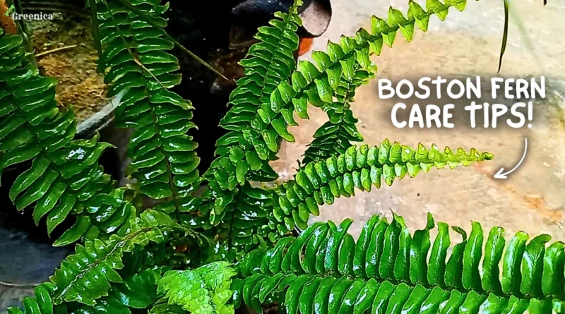 The Ultimate Guide You Need On Boston Fern Care! (SECRET TIPS*)