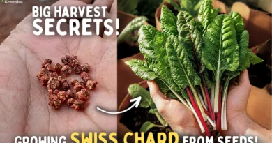 Growing Swiss Chard From Seeds, Step By Step! (SECRETS*)