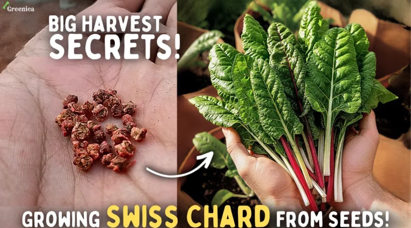Growing Swiss Chard From Seeds, Step By Step! (SECRETS*)