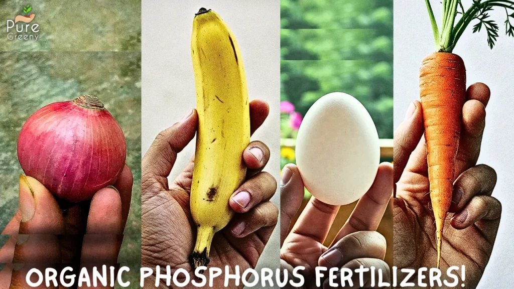 Powerful & Organic Phosphorus Fertilizers, You Must have!