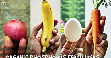 Powerful & Organic Phosphorus Fertilizers, You Must have!