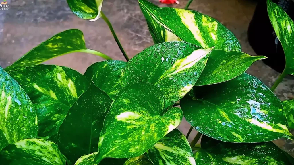 Money Plant Leaves