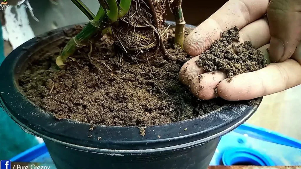 Soil Media Of Pothos