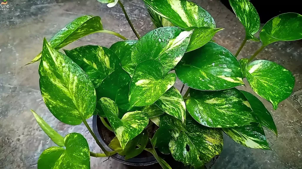 Growing Pothos Plant