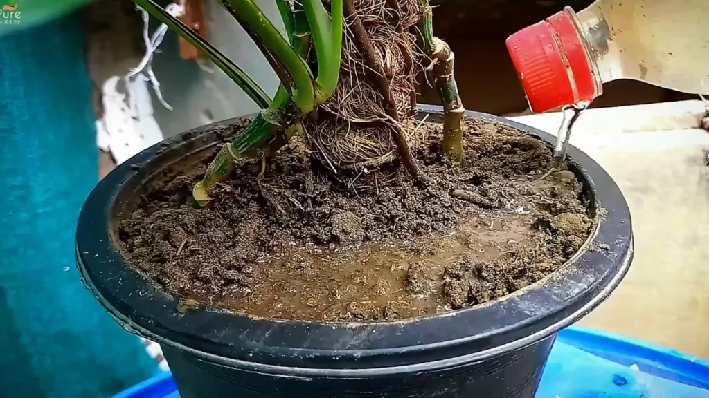 Watering Pothos Soil