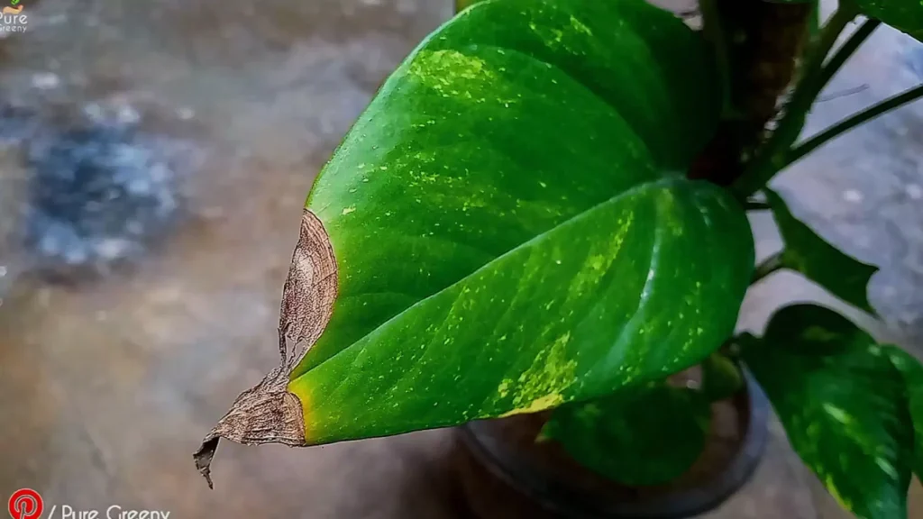 Browning Tips of Pothos