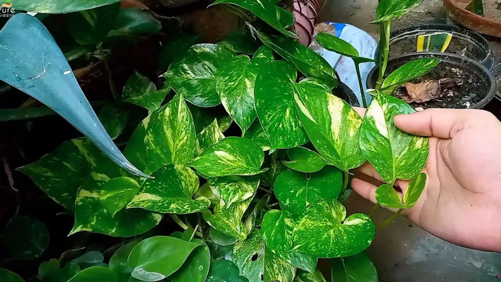 Green Leaves of Money Plant