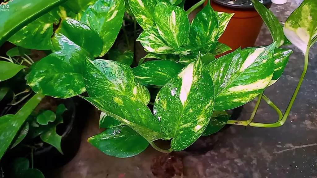 Money Plant leaves