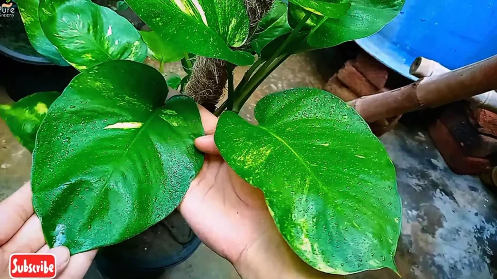 Big Leaves of Pothos