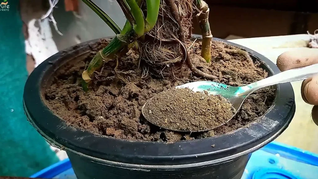 Fertilizing Pothos