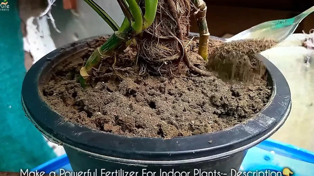 Fertilizing Pothos