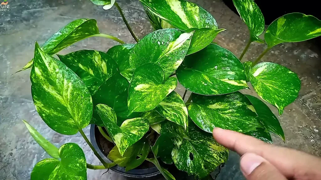 Green Pothos