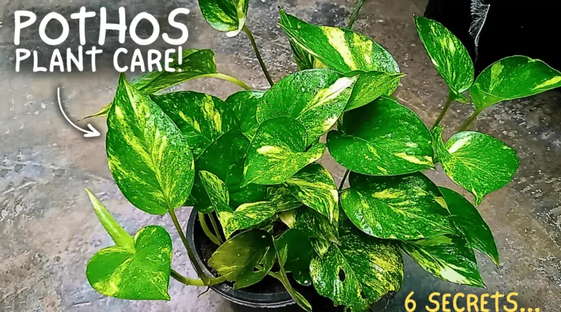 6 SECRET Tips On Pothos Plant Care!