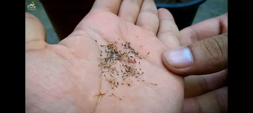 Cineraria Seeds
