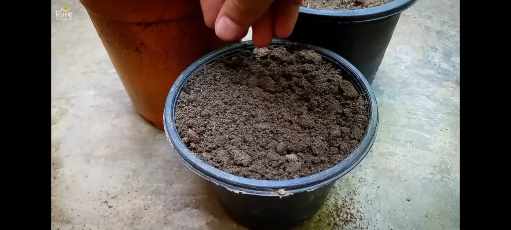 sowing Cineraria plant seeds