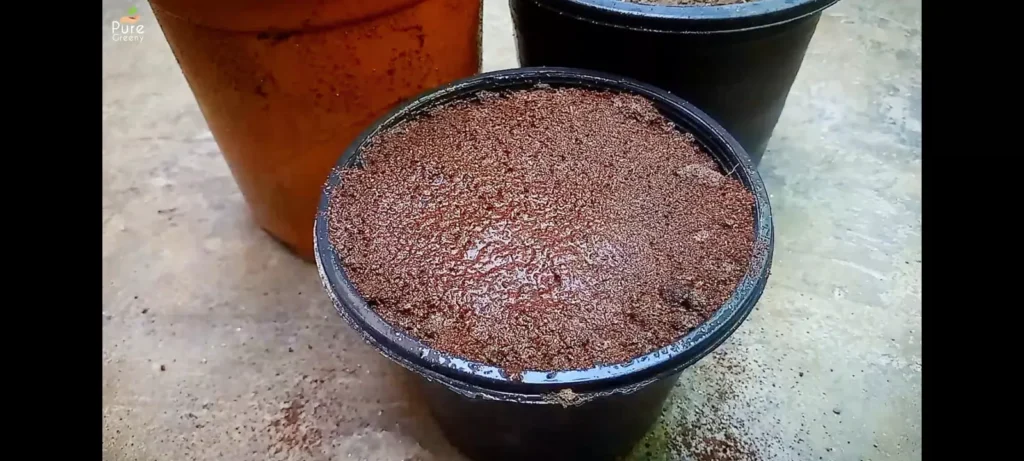 sowing Cineraria plant seeds