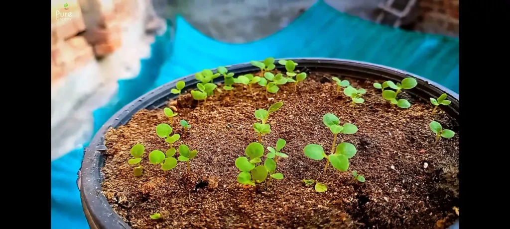 Cineraria plant seedlings