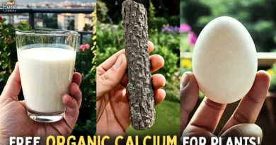 Calcium Uses & Benefits For Plants